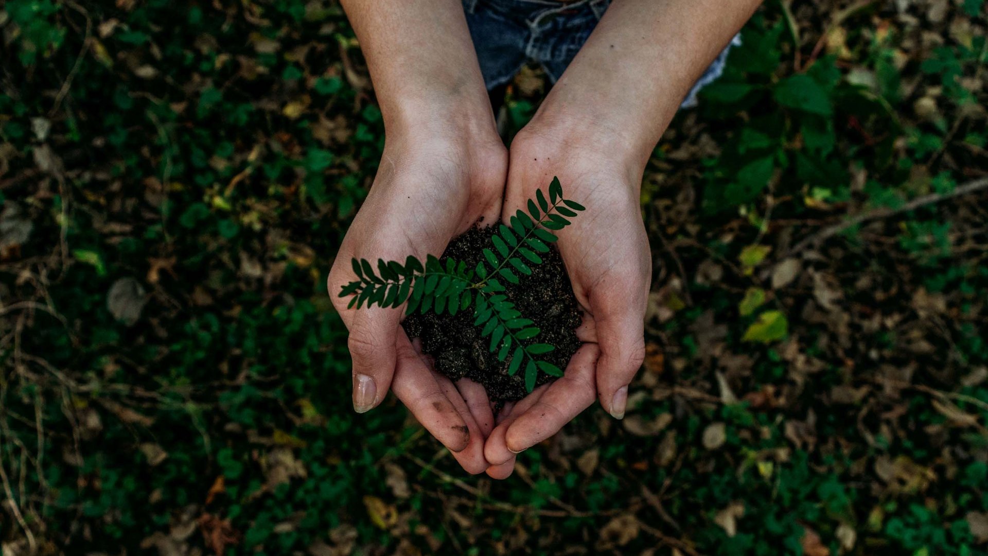 Our sustainability concept Hands holding soil with a green plant sprout in a forest